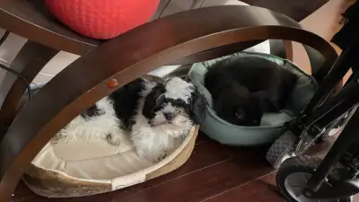 1 yr old shitzu male, View more