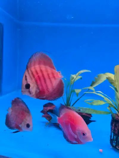 Discus fish , View more