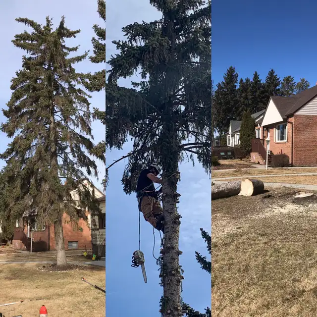Black Out Tree Removal62866659819393122