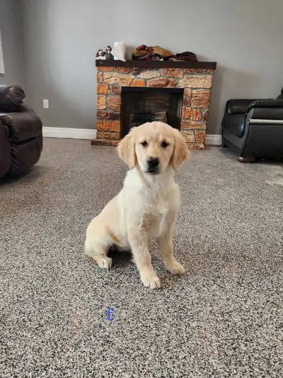 Golden Retriever pups, View more