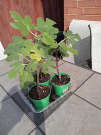 Fig tree cuttings (rooted)