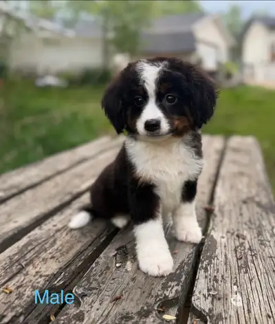****Please call or text 780-306-1667***** -No Breeders- Puppies leave on a non-breeding contract. Ki...