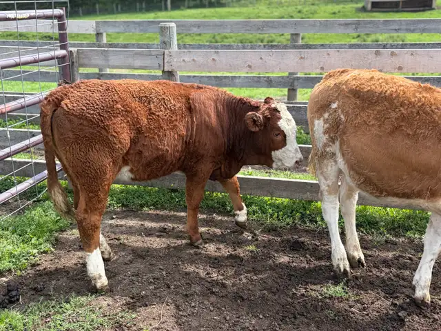 January born steer/heifer calves - Simmental sire in Livestock in Red Deer - Image 9