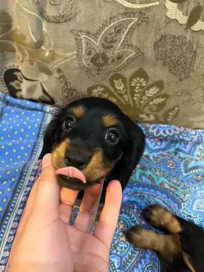 Adorable medium-LONGHAIRED miniature dachshund puppies available! We have two adorable mini dachshun...