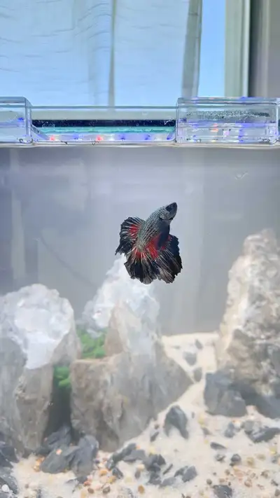 Halfmoon Copper Betta, View more