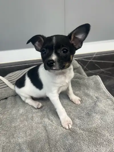 We have 4 beautiful Chihuahua puppies that are ready to go to a new home ,we sold 1 male and 1 femal...