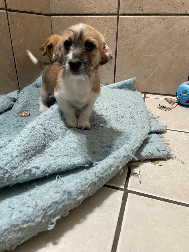 1 females Shih Tzu/ Dachshund (long hair) in Dogs & Puppies for Rehoming in St. Albert - Image 3