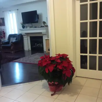 On daily basis room is available in a good price in Brampton