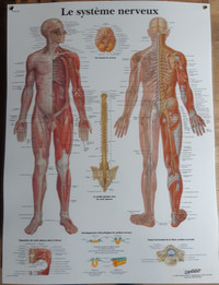 Affiche du corps musculaire, nerveux  et squelettique