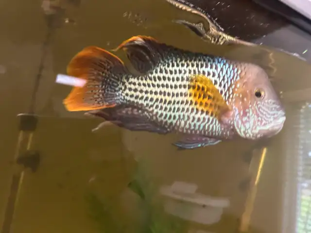 Unsexed Green Terror in Fish for Rehoming in Delta/Surrey/Langley - Image 8