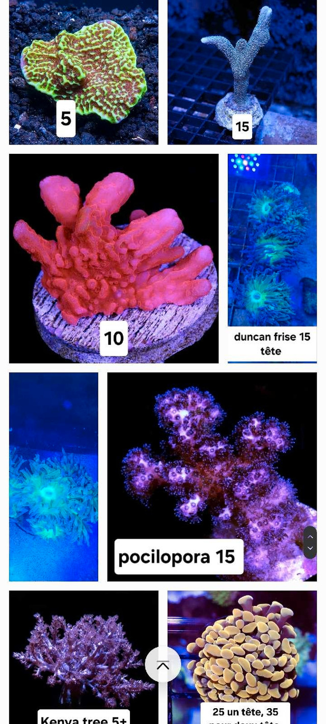 Corals,  coraux  dans Poissons à adopter  à Ouest de l’Île - Image 2