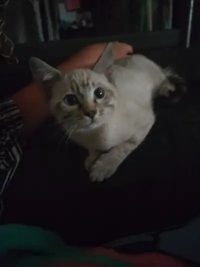 Super affectueux propre elever avec enfant et autre animaux