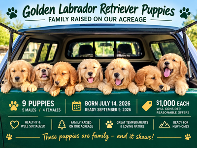 Golden Labrador Retriever Puppies – Family Acreage Litter, View more