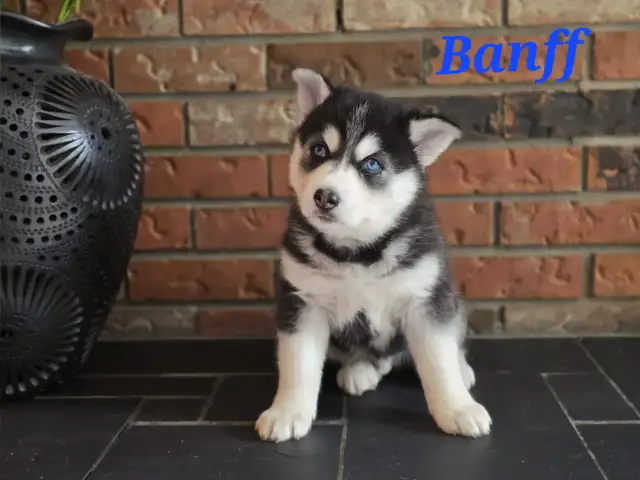 Adorable  Pomsky Puppies Ready in July (Only 3 left) in Dogs & Puppies for Rehoming in Edmonton - Image 3