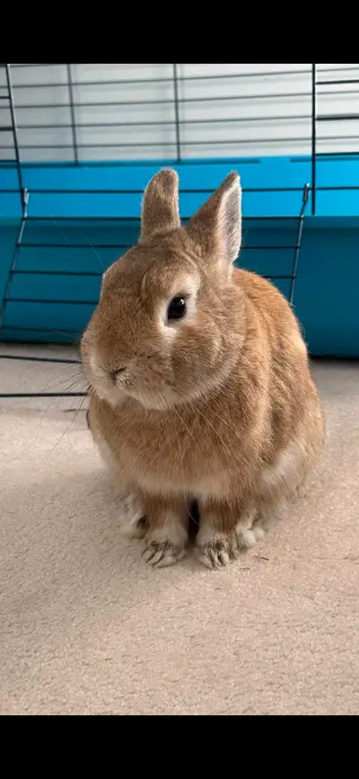 1-year-old male Netherland Dwarf bunny. Raised in a loving home, friendly, playful, well-socialized,...