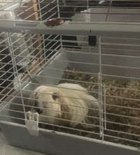 Guinea Pig for rehoming 