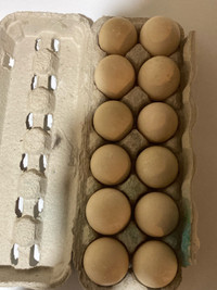 Farm fresh duck eggs for sale 