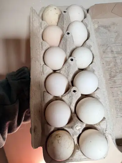 Polish chicks ready April 22, View more
