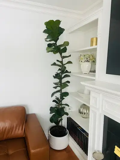  Fiddle, leaf fig plant. , View more