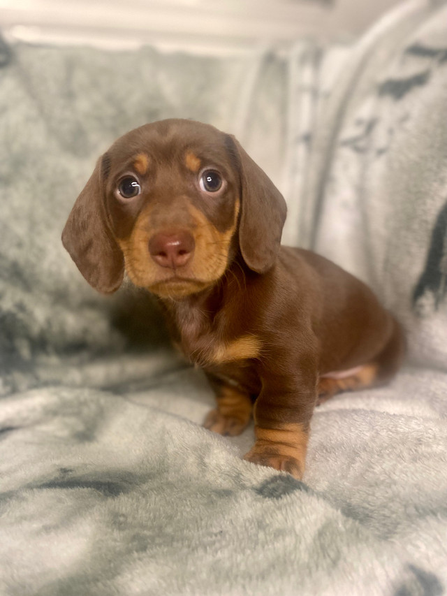 Dachshund Puppies in Dogs & Puppies for Rehoming in Ottawa