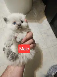 Persian himalayan kitten/ chatons persan