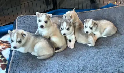 Siberian Husky Puppies, View more