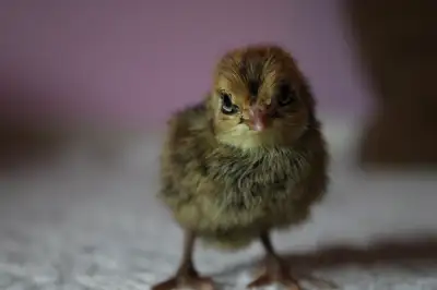 Coturnix quail chicks, View more