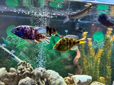Looking to rehome all Venustus and peacock cichlid are roughly 5” Blue cichlid is slightly smaller p...