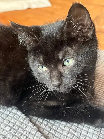 Kittens 8 weeks, View more