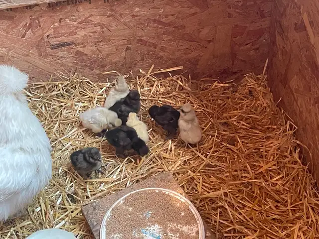Silkie chicks for sale in Livestock in Vernon - Image 4