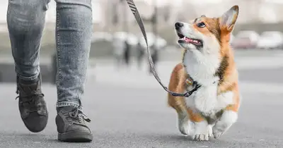 44 year old male, 20+ years experience in animal care , pet sitting, medicating, dog walking. Have w...