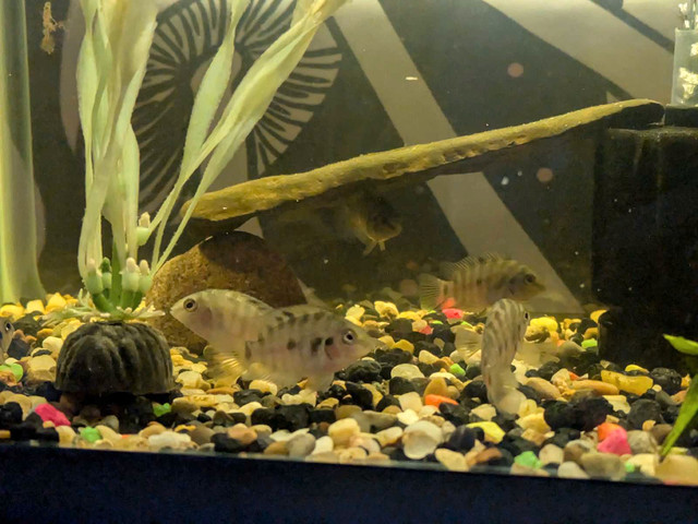 Convict cichlids (NEED GONE) in Fish for Rehoming in Muskoka - Image 2