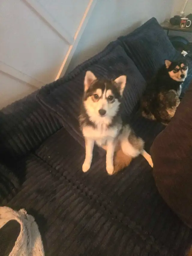 Pomsky female in Dogs & Puppies for Rehoming in Ottawa - Image 6