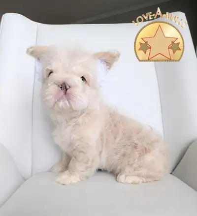 Stunning Fluffy Frenchie Floodle, View more