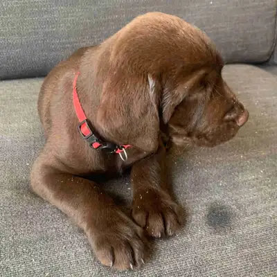 Bientôt prêt à partir! Chiots à vendre 800$, View more