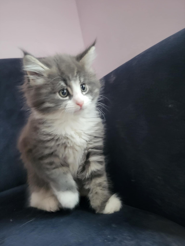 Chaton mainecoon dans Chats et chatons à adopter  à Saint-Jean-sur-Richelieu - Image 3