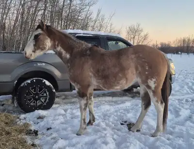 2022 flashy PAINT filly, View more