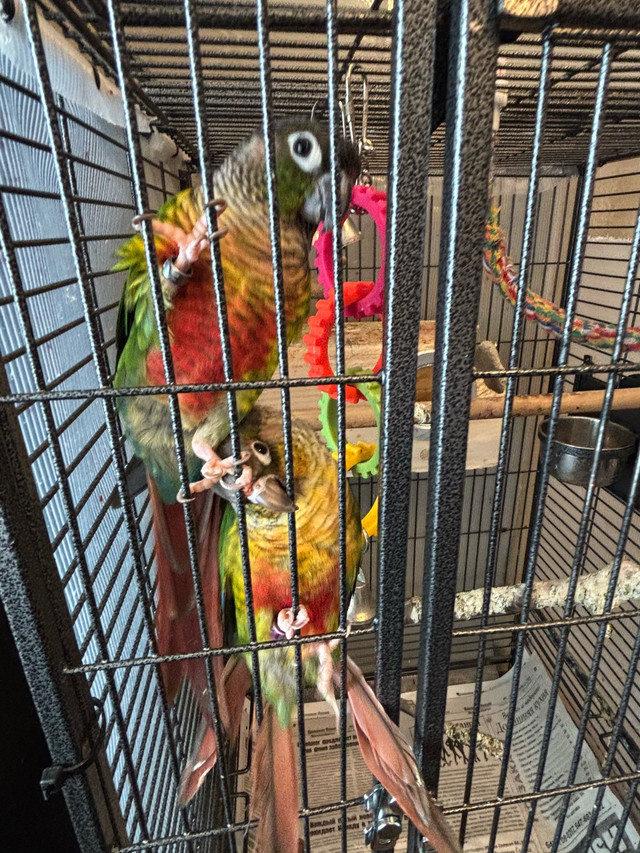 Pare of Greenchick conures in Birds for Rehoming in Markham / York Region - Image 2
