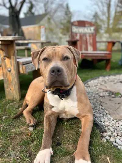 American Bulldog rehome, View more