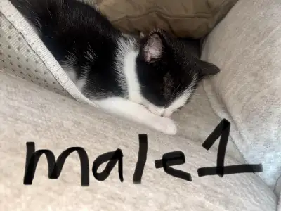 Cute cuddly kittens. , View more