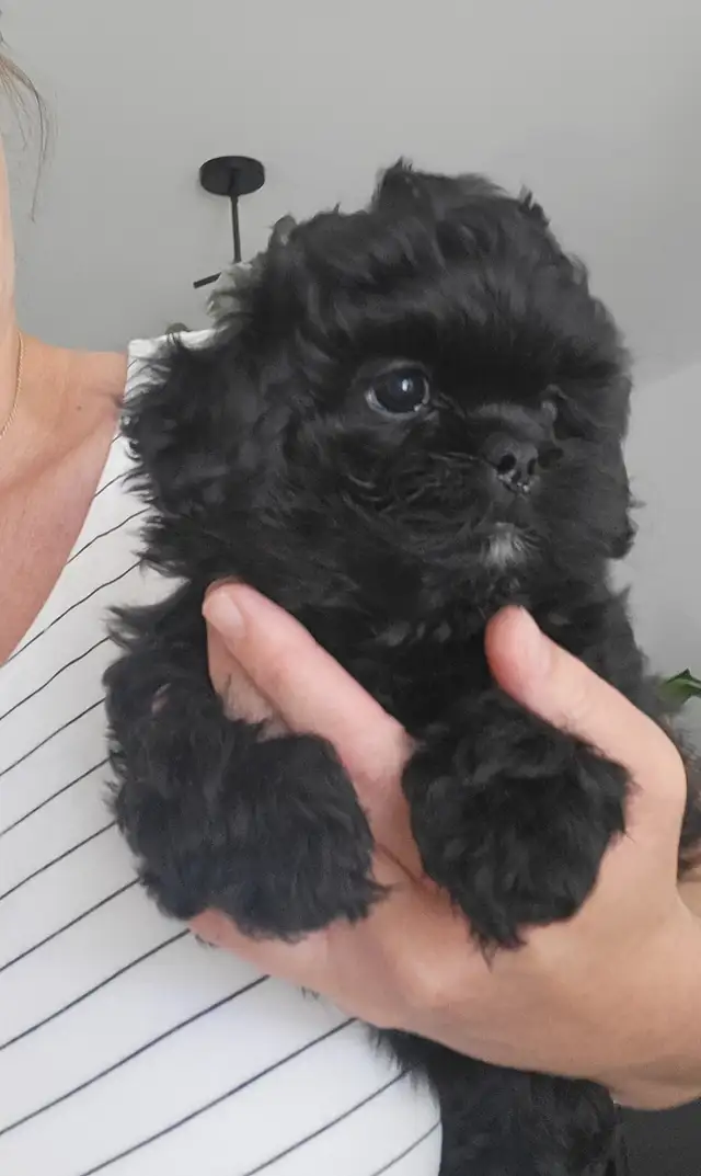 ❤️ BEAUTIFUL TOY SHIH POO PUPPIES ❤️ CKC BLOODLINES in Dogs & Puppies for Rehoming in Ottawa - Image 9