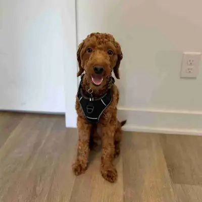 Cockapoo, View more