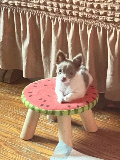DOUBLE-TOY  Chihuahua Puppy Micro Boy  Long coat playful furbal, View more
