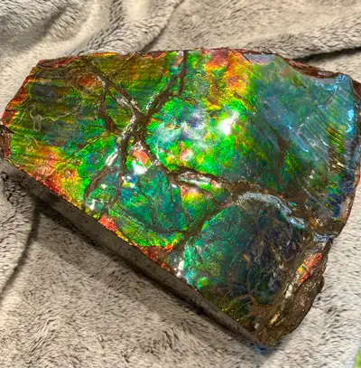 huge ammonite/ammolite display, View more