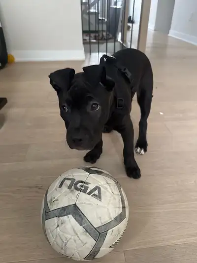 I’m looking for a new home for my puppy , View more