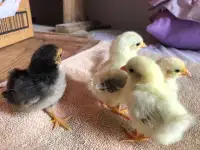 Serama chicks for sale 