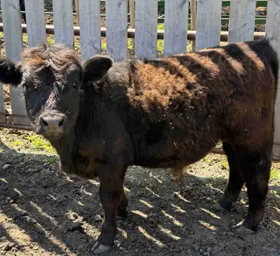 Polled Coming year old Highland Lowline cross bull calf. Delivery avail.