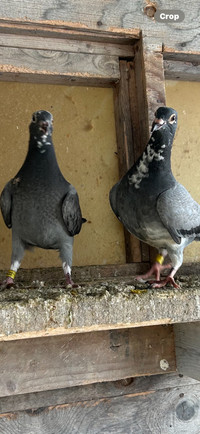 Baby pigeons 