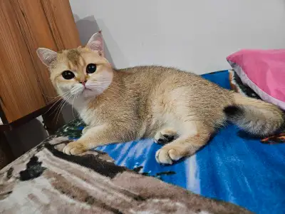 Femelle British Shorthair d'un peu plus de 1 an, potentionellement gestante, vaccinées, vermifugée....