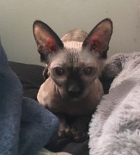 Sphynx Canadian kittens for permanent home, reduced